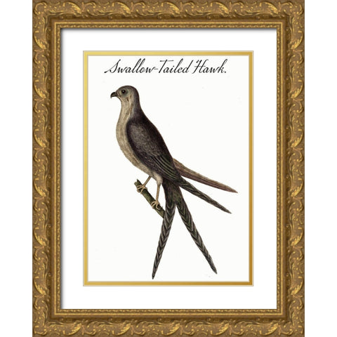 Swallow Tailed Hawk Gold Ornate Wood Framed Art Print with Double Matting by Vintage Apple Collection