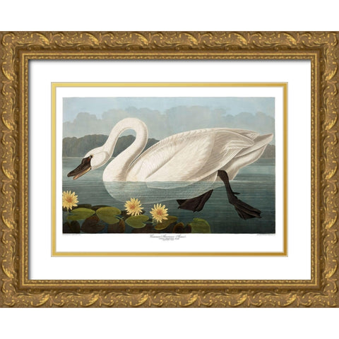 Swan Gold Ornate Wood Framed Art Print with Double Matting by Vintage Apple Collection