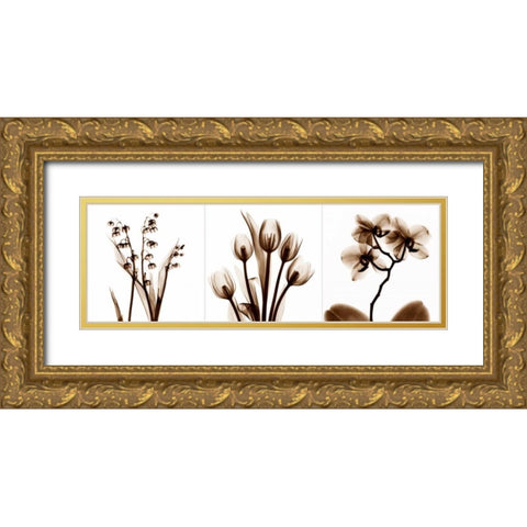 Sepia Floral Tryp Tych II Gold Ornate Wood Framed Art Print with Double Matting by Koetsier, Albert