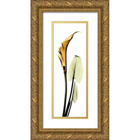 Calla Lily in Gold 2 Gold Ornate Wood Framed Art Print with Double Matting by Koetsier, Albert