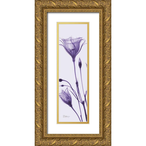 Gentian in Purple Gold Ornate Wood Framed Art Print with Double Matting by Koetsier, Albert