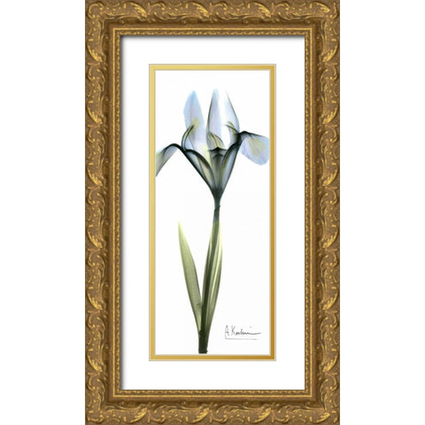 Iris in Blue Gold Ornate Wood Framed Art Print with Double Matting by Koetsier, Albert