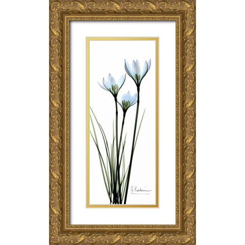 White Lilies in Blue Gold Ornate Wood Framed Art Print with Double Matting by Koetsier, Albert