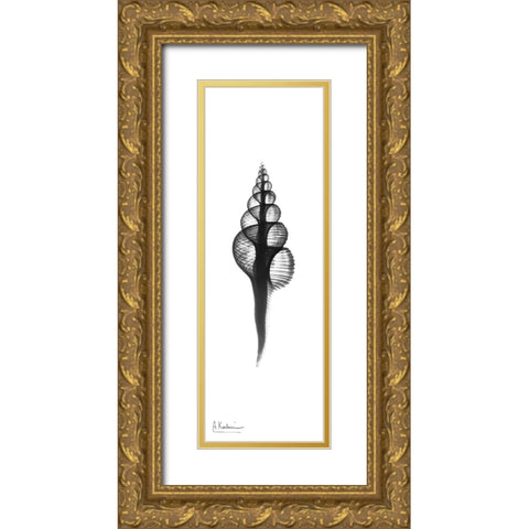 Fusinus Colus Gold Ornate Wood Framed Art Print with Double Matting by Koetsier, Albert