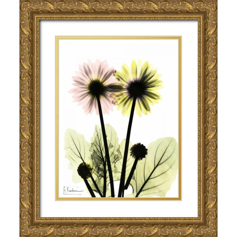 Gerbera in Color Gold Ornate Wood Framed Art Print with Double Matting by Koetsier, Albert