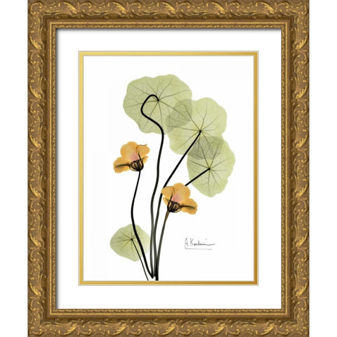 Nasturtium in Yellow 2 Gold Ornate Wood Framed Art Print with Double Matting by Koetsier, Albert