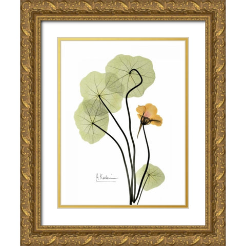 Nasturtium in Yellow Gold Ornate Wood Framed Art Print with Double Matting by Koetsier, Albert