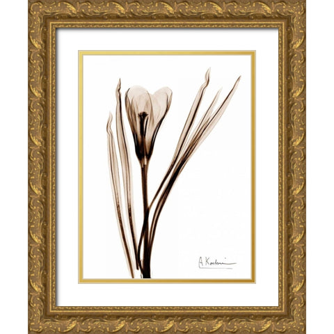 Crocus in Brown Gold Ornate Wood Framed Art Print with Double Matting by Koetsier, Albert