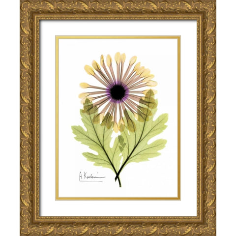 Chrysanthemum in Color Gold Ornate Wood Framed Art Print with Double Matting by Koetsier, Albert