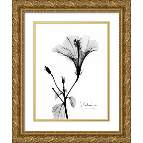 Hibiscus  Gold Ornate Wood Framed Art Print with Double Matting by Koetsier, Albert