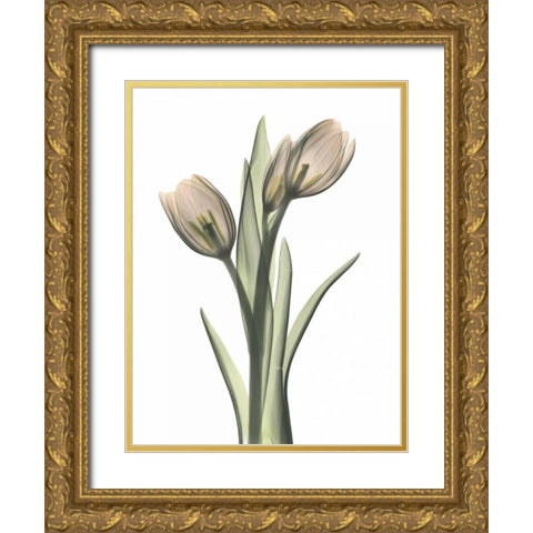 Tulip Pair in Color Gold Ornate Wood Framed Art Print with Double Matting by Koetsier, Albert