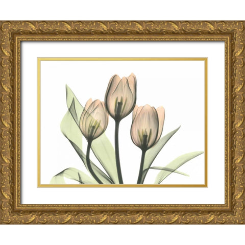 Tulips Three in Color Gold Ornate Wood Framed Art Print with Double Matting by Koetsier, Albert