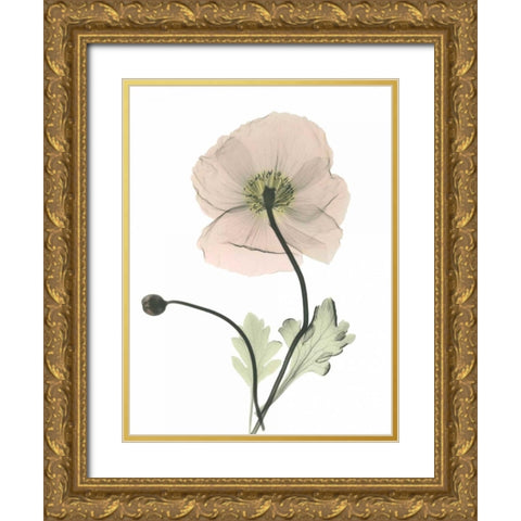 Iceland Poppy Gold Ornate Wood Framed Art Print with Double Matting by Koetsier, Albert