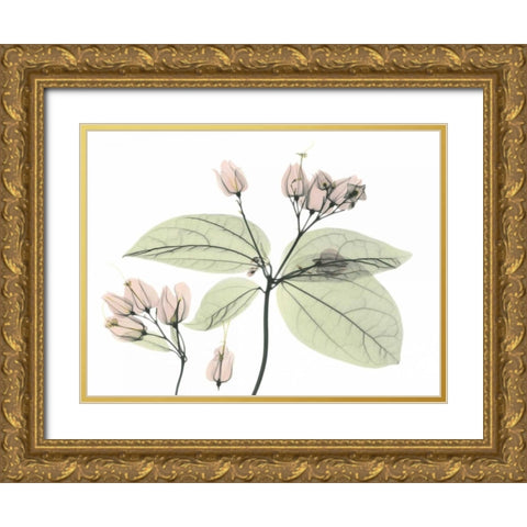 Bleeding Heart in Color Gold Ornate Wood Framed Art Print with Double Matting by Koetsier, Albert