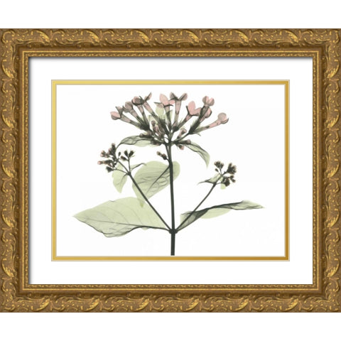 Bouvardia in Color Gold Ornate Wood Framed Art Print with Double Matting by Koetsier, Albert