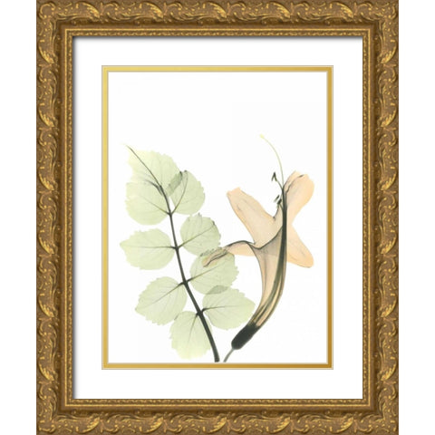 Honey Suckle in Color Gold Ornate Wood Framed Art Print with Double Matting by Koetsier, Albert