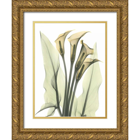 Calla Lily Bunch in Color Gold Ornate Wood Framed Art Print with Double Matting by Koetsier, Albert