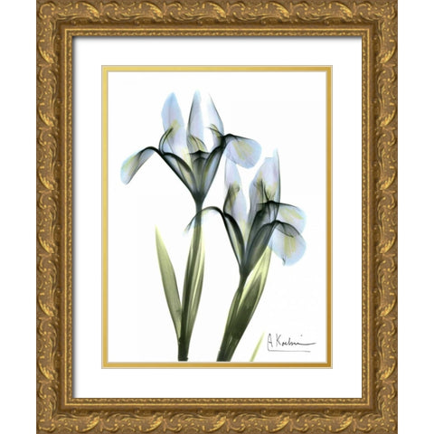 Blue Iris Pair Gold Ornate Wood Framed Art Print with Double Matting by Koetsier, Albert