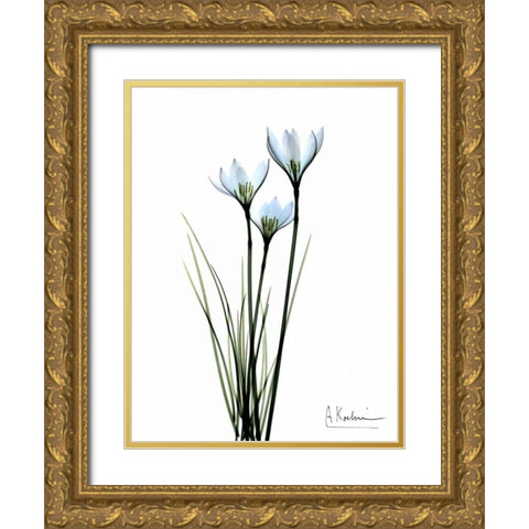 White Rain Lily Gold Ornate Wood Framed Art Print with Double Matting by Koetsier, Albert