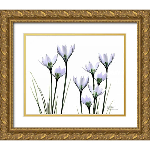 White Rain Lily in Bloom Gold Ornate Wood Framed Art Print with Double Matting by Koetsier, Albert