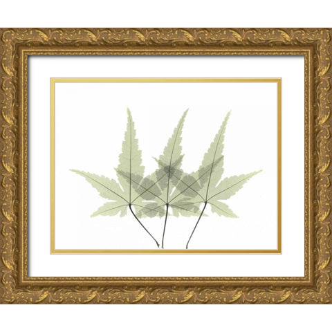 Japanese Maple 2 Gold Ornate Wood Framed Art Print with Double Matting by Koetsier, Albert