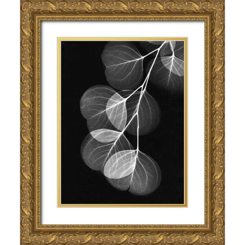 Eucalyptus on Black Gold Ornate Wood Framed Art Print with Double Matting by Koetsier, Albert