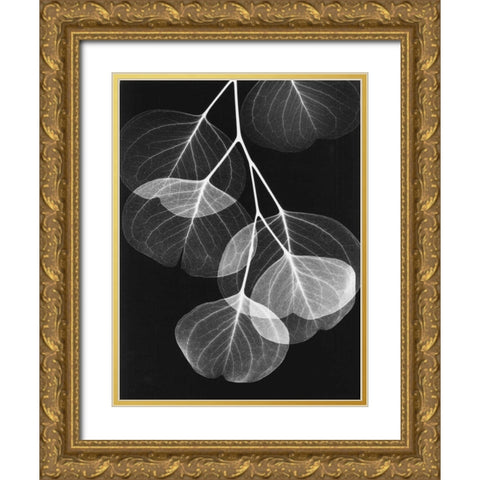 Eucalyptus on Black 2 Gold Ornate Wood Framed Art Print with Double Matting by Koetsier, Albert