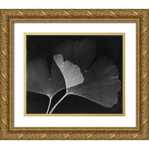 Ginkgo Leaves Close Up on Black Gold Ornate Wood Framed Art Print with Double Matting by Koetsier, Albert