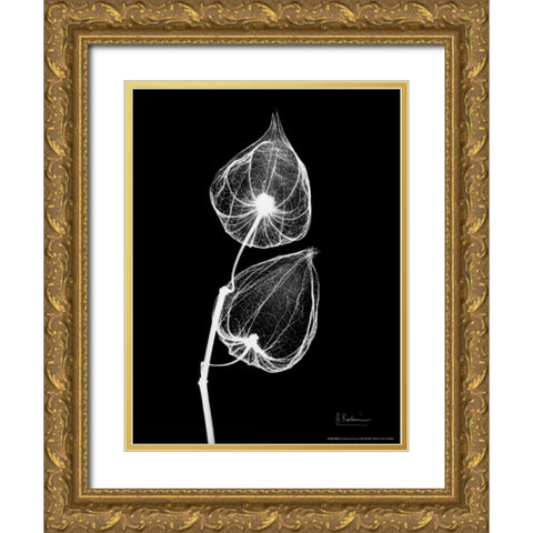 Sandersonia Close Up on Black Gold Ornate Wood Framed Art Print with Double Matting by Koetsier, Albert