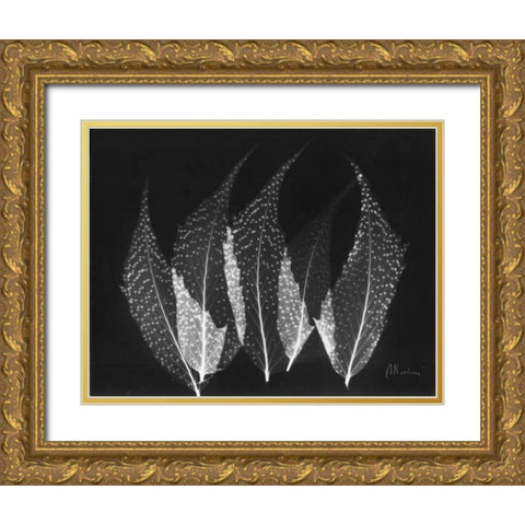 Japanese Ferns Close Up on Black Gold Ornate Wood Framed Art Print with Double Matting by Koetsier, Albert