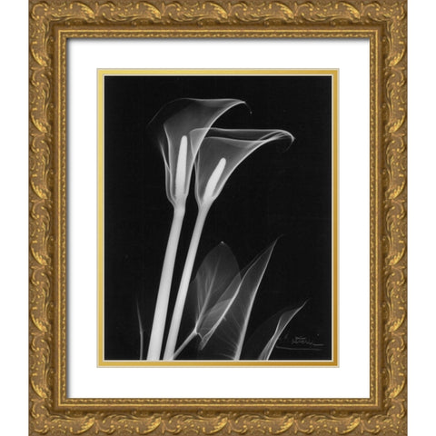 Calla Lily Close Up on Black Gold Ornate Wood Framed Art Print with Double Matting by Koetsier, Albert