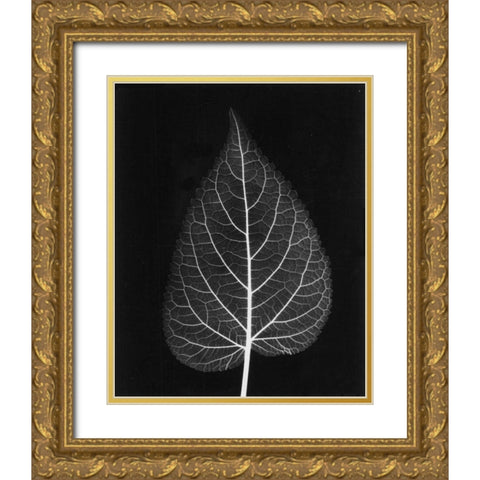 Sage Close Up on Black Gold Ornate Wood Framed Art Print with Double Matting by Koetsier, Albert