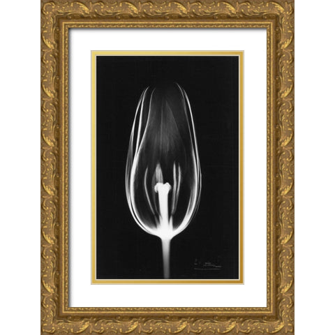 Tulip Close Up on Black Gold Ornate Wood Framed Art Print with Double Matting by Koetsier, Albert