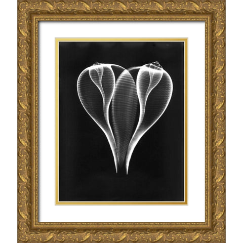 Shell Close Up on Black Gold Ornate Wood Framed Art Print with Double Matting by Koetsier, Albert