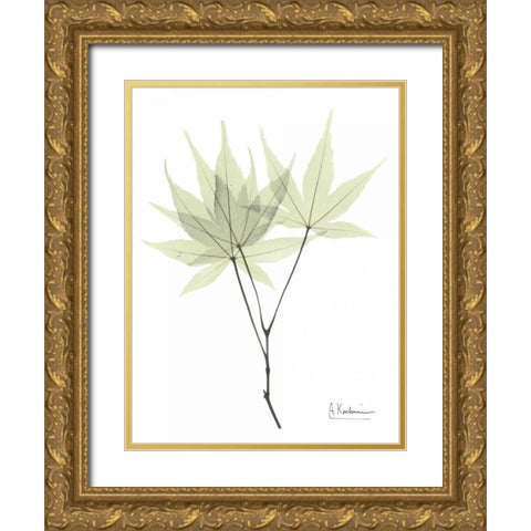 Japanese Maple in Pale Green Gold Ornate Wood Framed Art Print with Double Matting by Koetsier, Albert