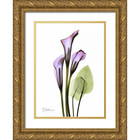 Calla Lily in Full Bloom Gold Ornate Wood Framed Art Print with Double Matting by Koetsier, Albert