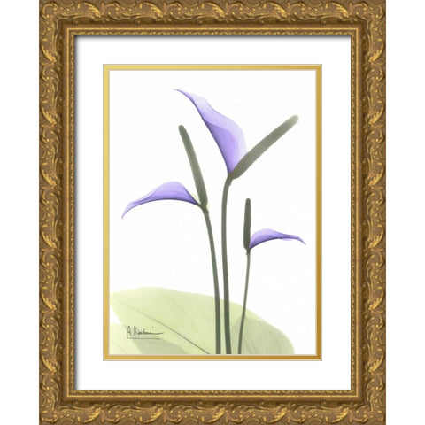 Flamingo Plant in Full Bloom Gold Ornate Wood Framed Art Print with Double Matting by Koetsier, Albert