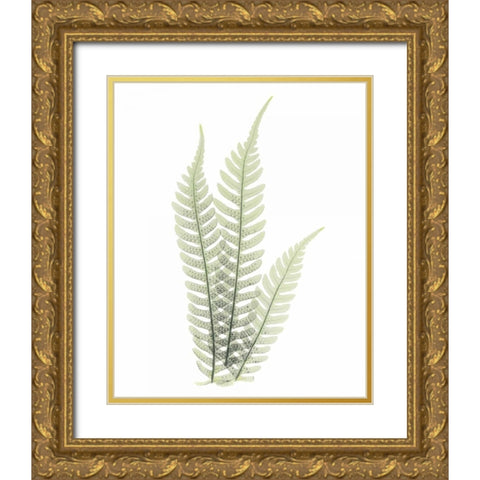 Tree Fern in Green Gold Ornate Wood Framed Art Print with Double Matting by Koetsier, Albert