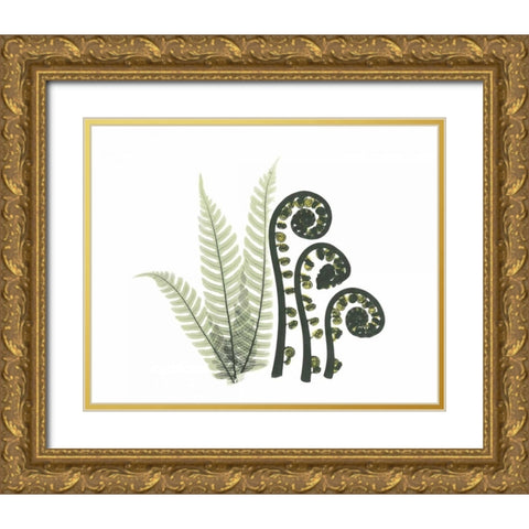 Tree and Fiddle Fern in Green Gold Ornate Wood Framed Art Print with Double Matting by Koetsier, Albert