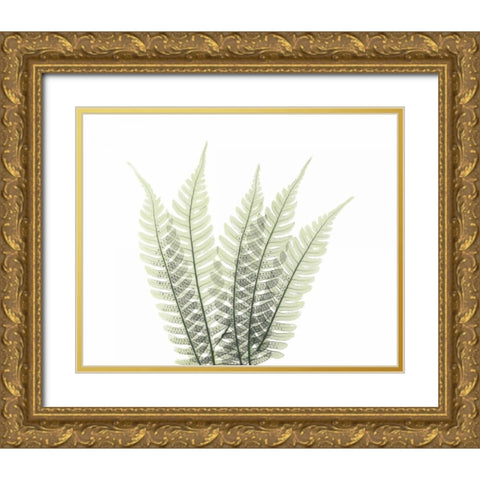 Tree Fern in Green 2 Gold Ornate Wood Framed Art Print with Double Matting by Koetsier, Albert