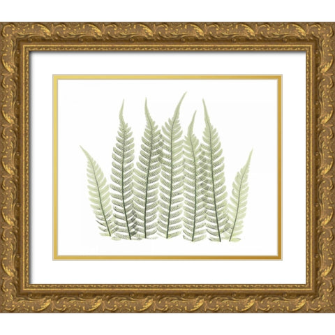 Tree Fern in Green 3 Gold Ornate Wood Framed Art Print with Double Matting by Koetsier, Albert