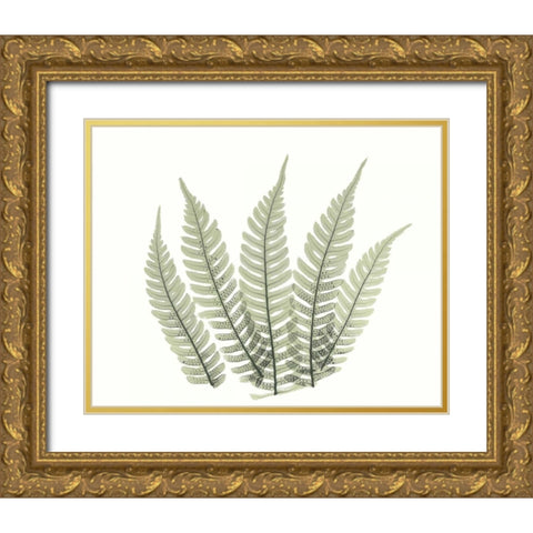 Tree Fern in Green 4 Gold Ornate Wood Framed Art Print with Double Matting by Koetsier, Albert