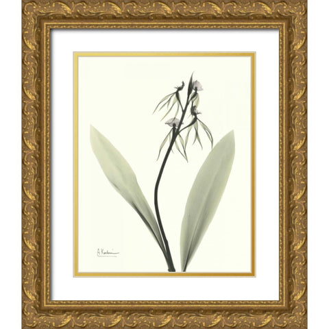 Single Orchid Gold Ornate Wood Framed Art Print with Double Matting by Koetsier, Albert