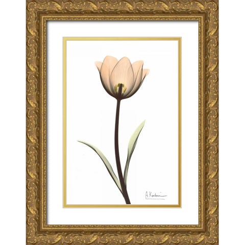 Tulip in Full Color Gold Ornate Wood Framed Art Print with Double Matting by Koetsier, Albert