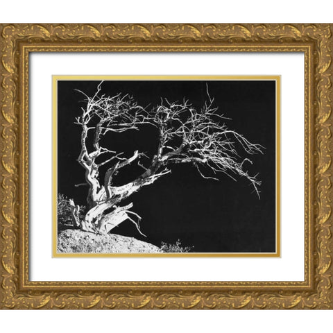 Bodi Tree Gold Ornate Wood Framed Art Print with Double Matting by Koetsier, Albert