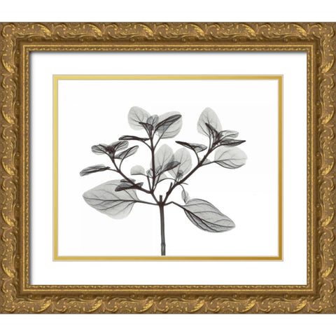 Oregano in BandW Gold Ornate Wood Framed Art Print with Double Matting by Koetsier, Albert