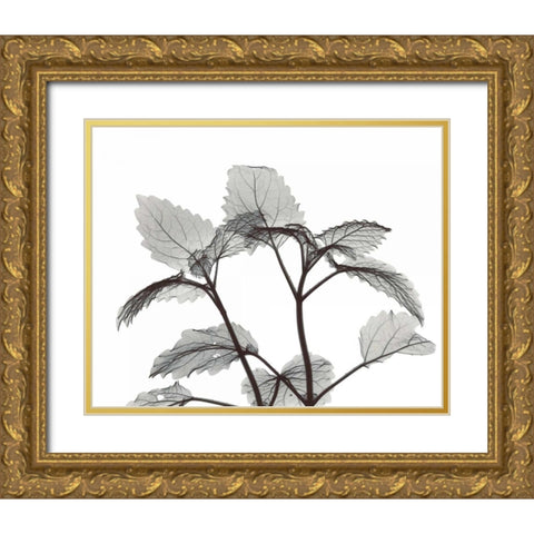 Lemon Balm  in BandW Gold Ornate Wood Framed Art Print with Double Matting by Koetsier, Albert