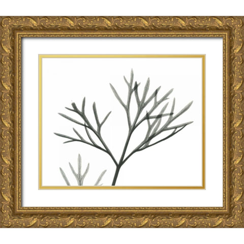 Dill  in BandW Gold Ornate Wood Framed Art Print with Double Matting by Koetsier, Albert