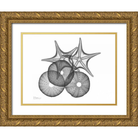 Sea Urchin and Starfish Gold Ornate Wood Framed Art Print with Double Matting by Koetsier, Albert