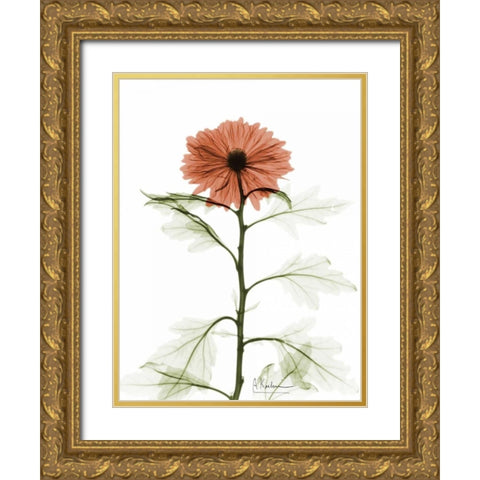 Chrysanthemum for Chrissy Gold Ornate Wood Framed Art Print with Double Matting by Koetsier, Albert